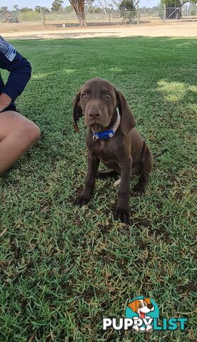 German short haired pointers needing their forever homes