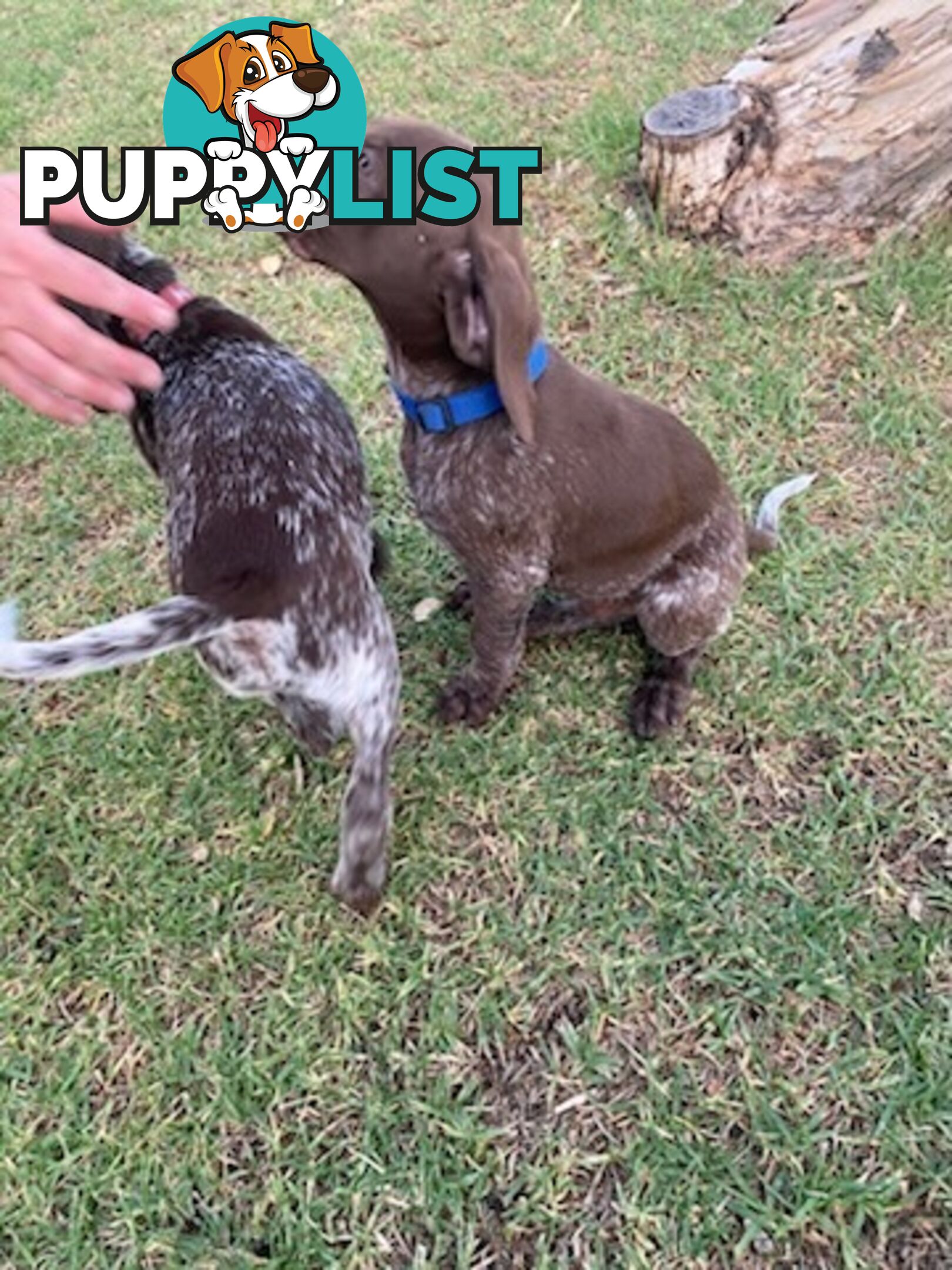 German short haired pointers needing their forever homes