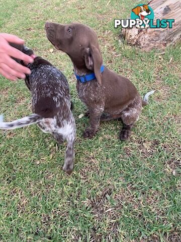 German short haired pointers needing their forever homes