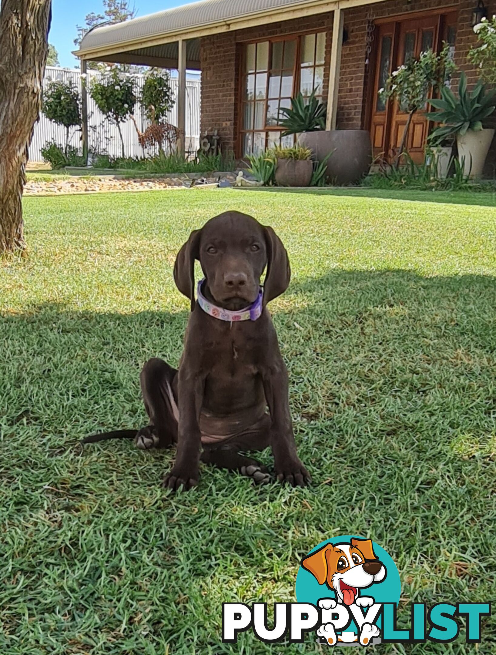 German short haired pointers needing their forever homes