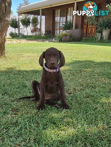 German short haired pointers needing their forever homes