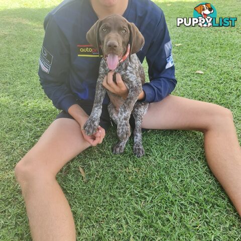 German short haired pointers needing their forever homes