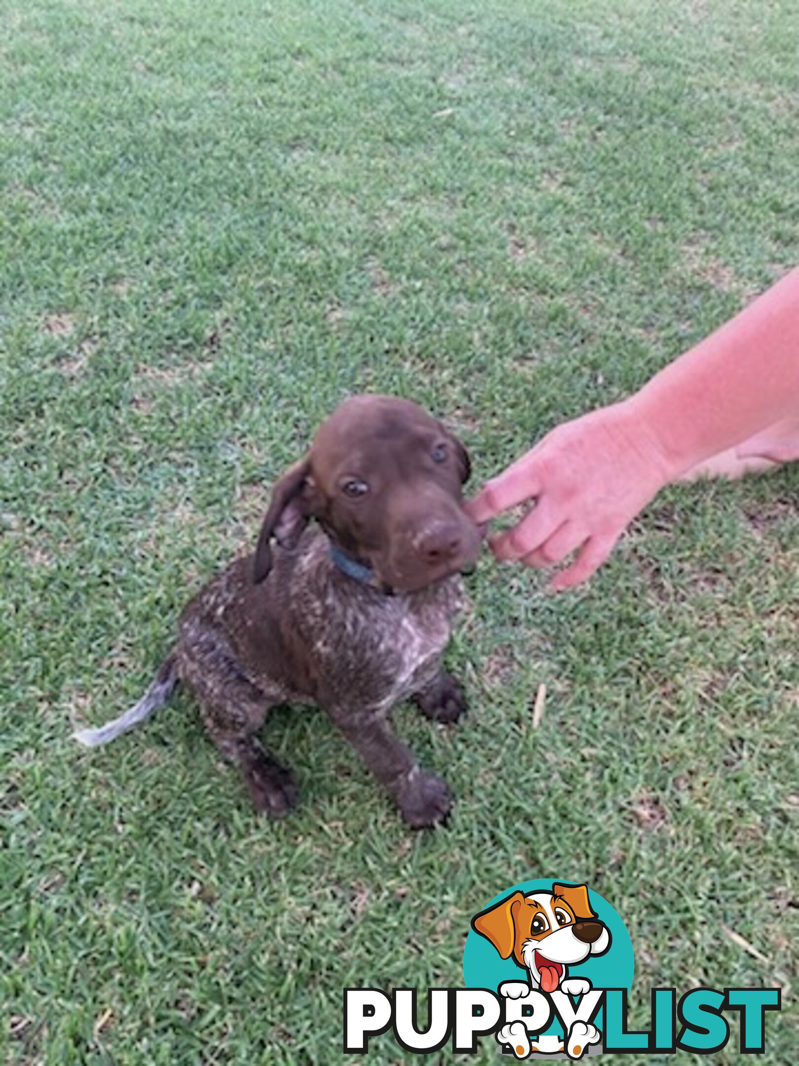 German short haired pointers needing their forever homes