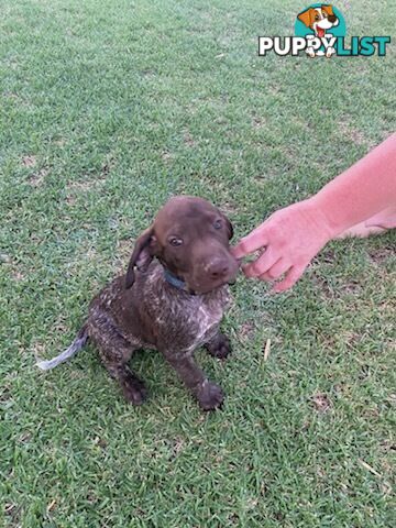 German short haired pointers needing their forever homes