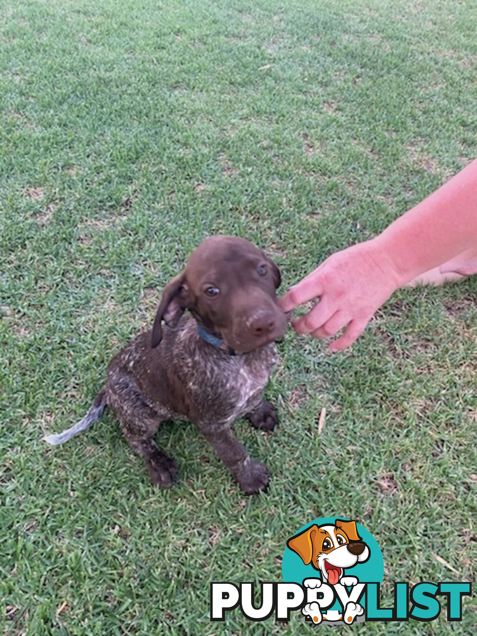 German short haired pointers needing their forever homes