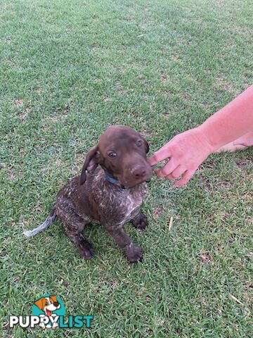 German short haired pointers needing their forever homes