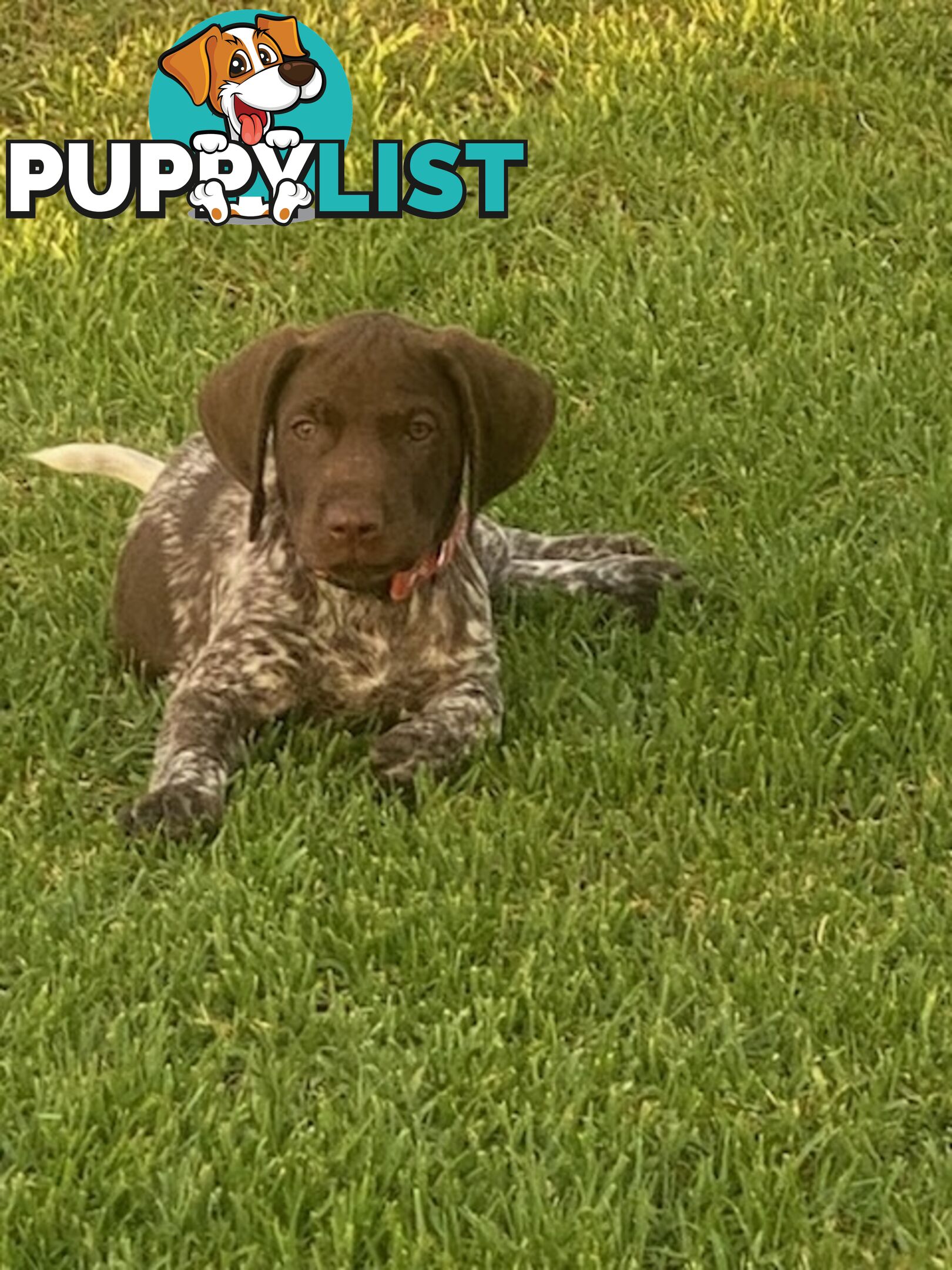 German short haired pointers needing their forever homes