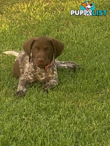 German short haired pointers needing their forever homes