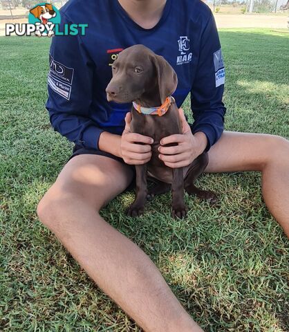 German short haired pointers needing their forever homes