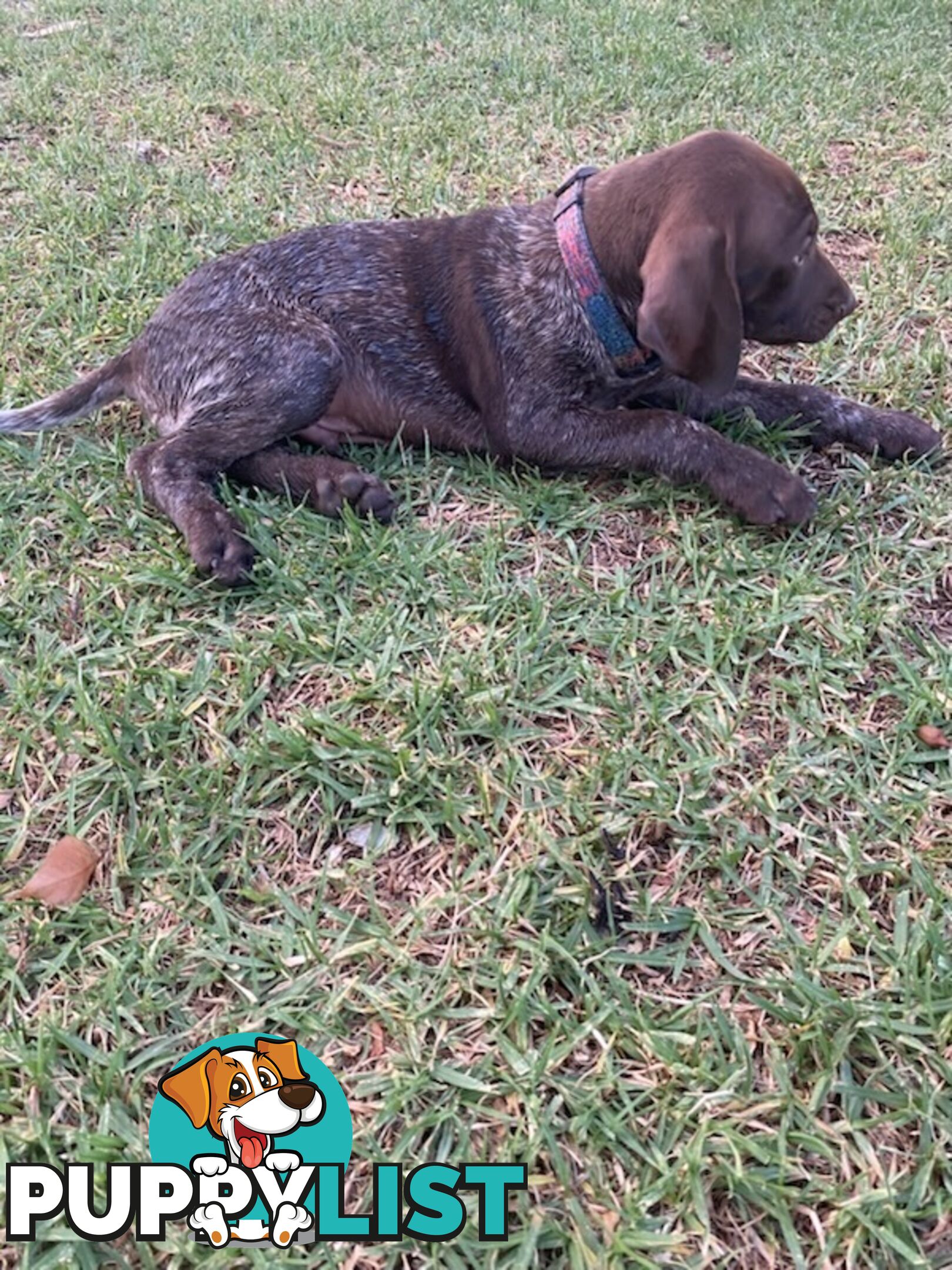 German short haired pointers needing their forever homes