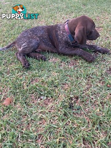 German short haired pointers needing their forever homes