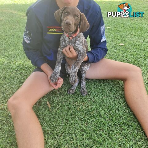 German short haired pointers needing their forever homes