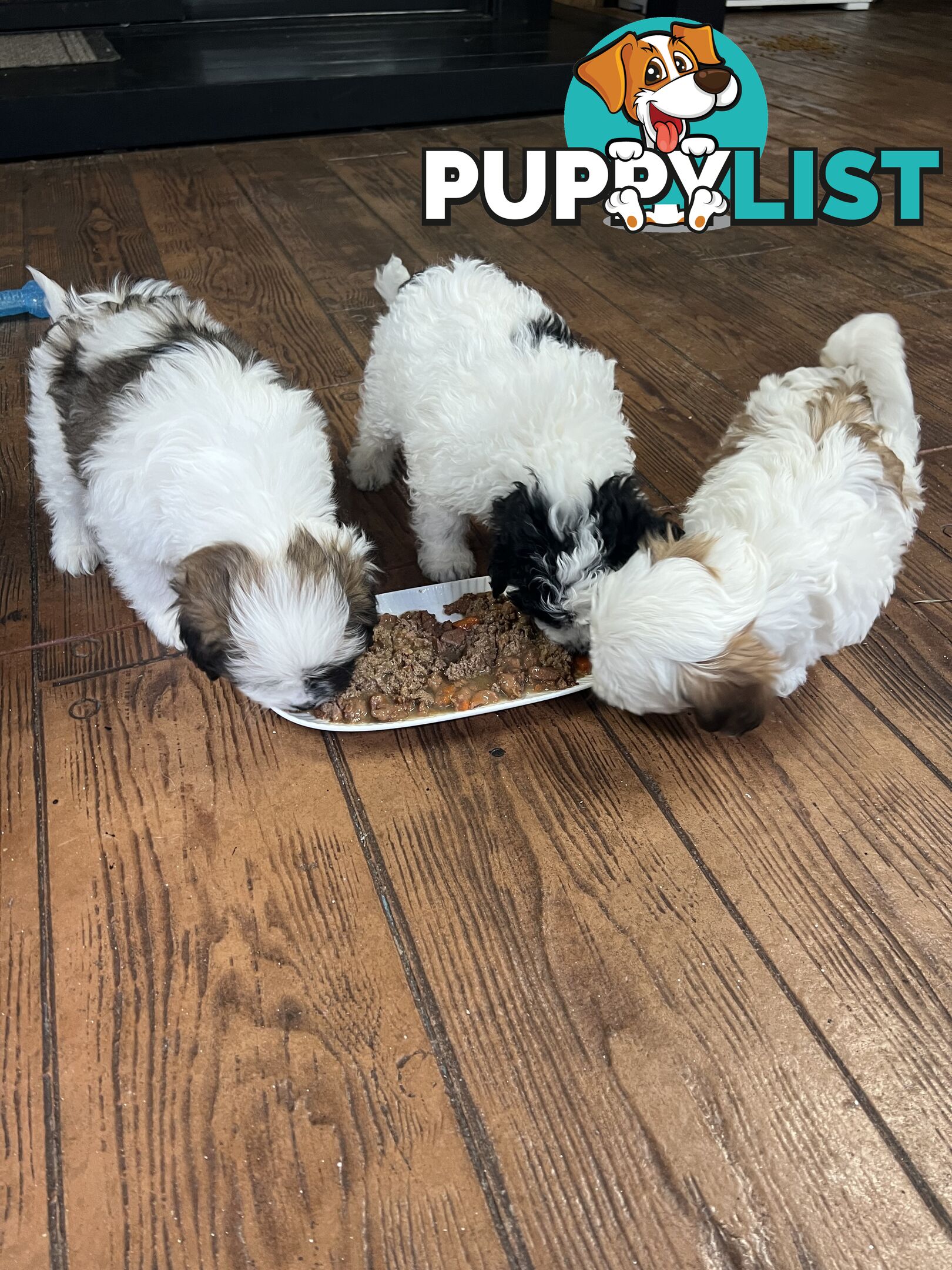 Ready for their forever home - 22nd June