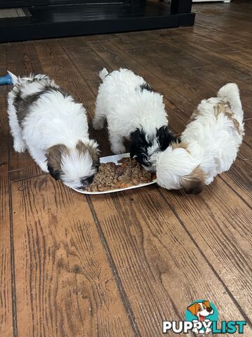 Ready for their forever home - 22nd June