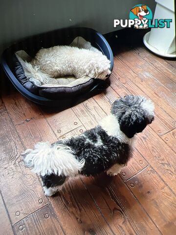 Ready for their forever home - 22nd June