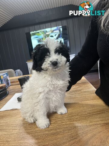 Ready for their forever home - 22nd June