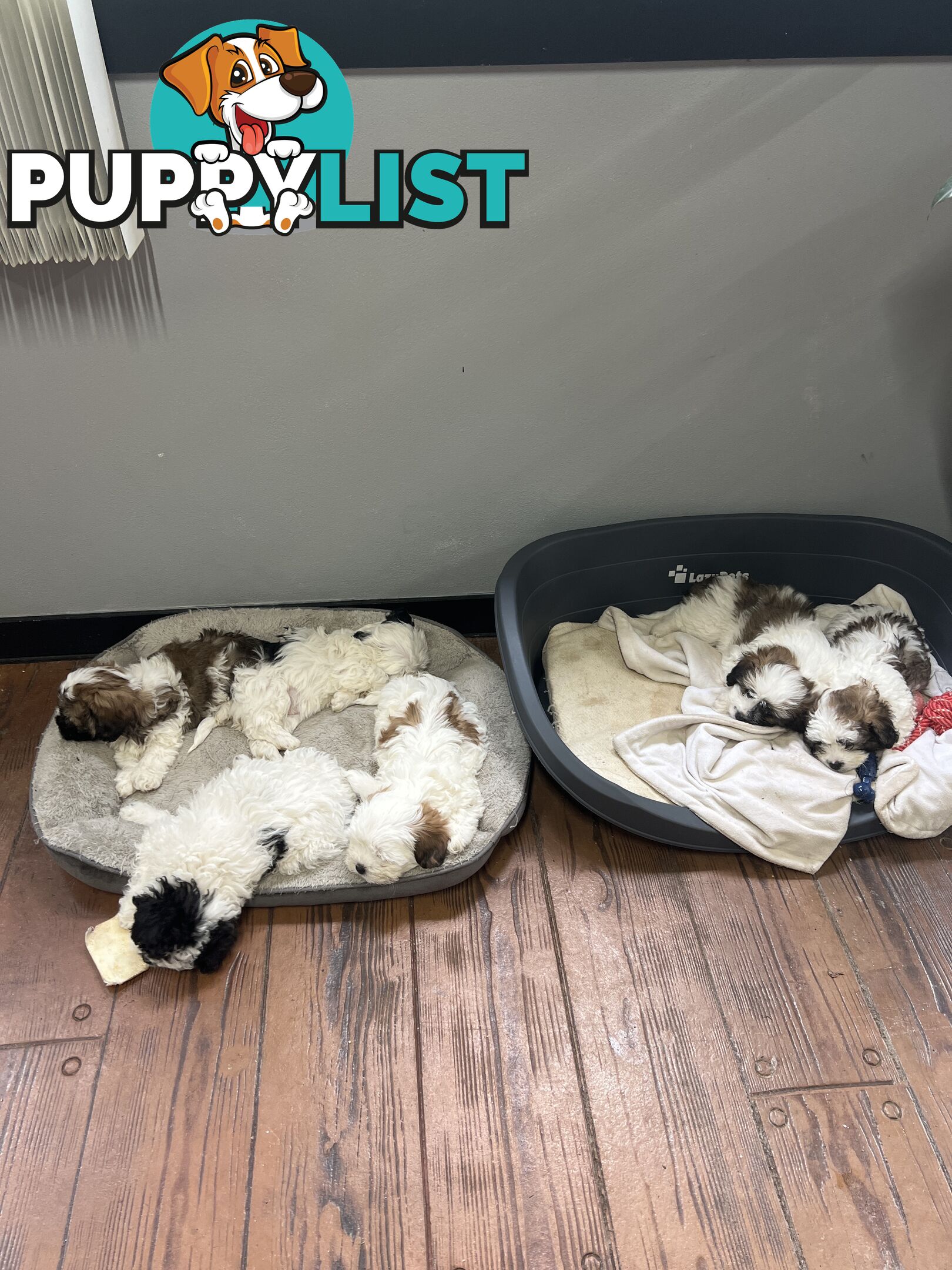 Ready for their forever home - 22nd June