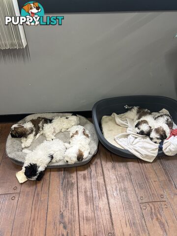 Ready for their forever home - 22nd June