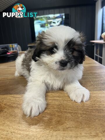 Ready for their forever home - 22nd June