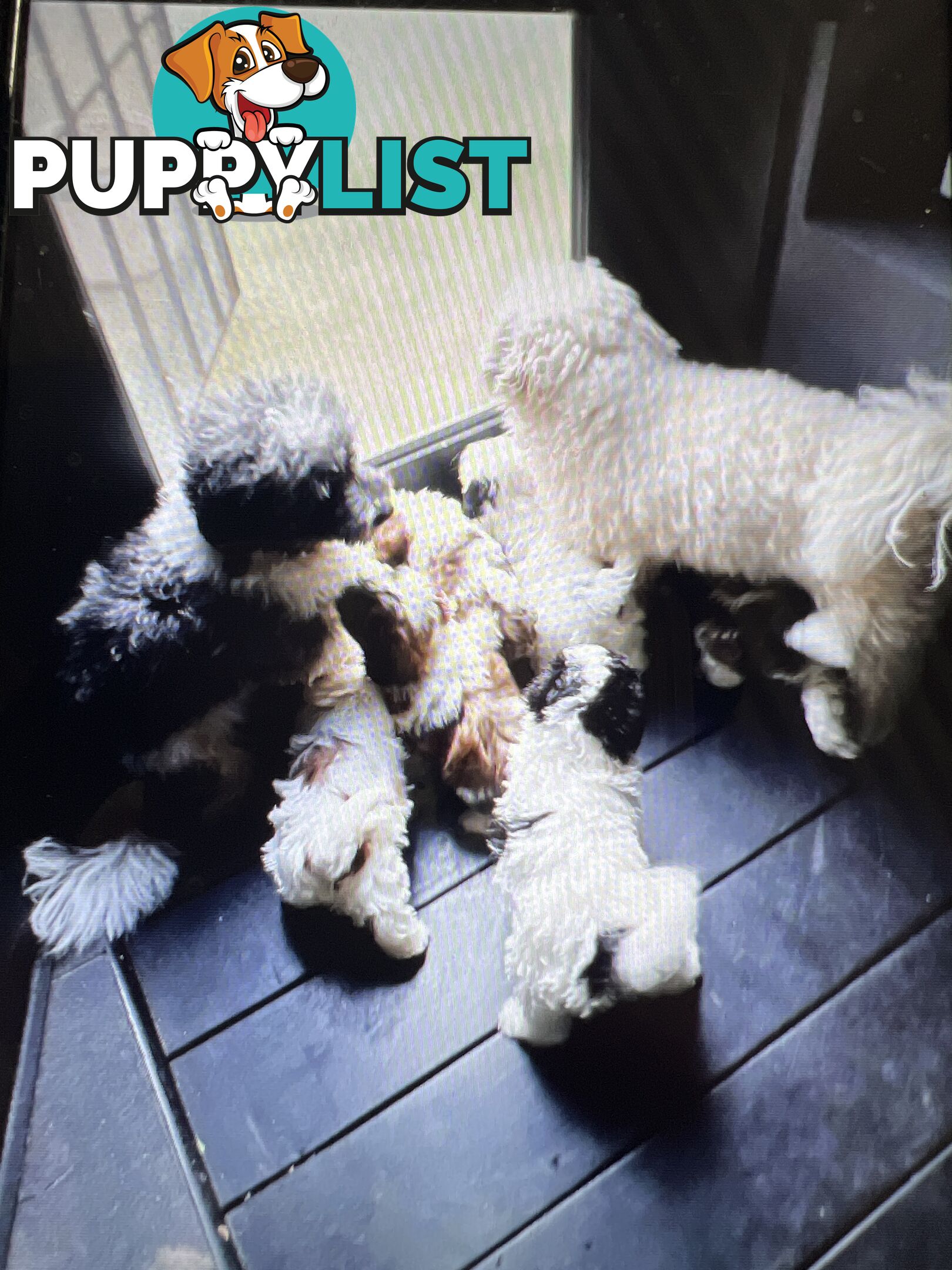 Ready for their forever home - 22nd June