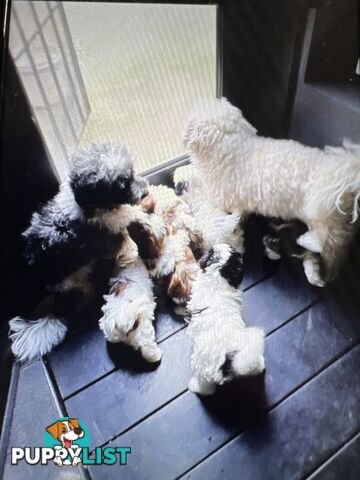 Ready for their forever home - 22nd June