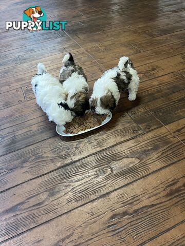 Ready for their forever home - 22nd June