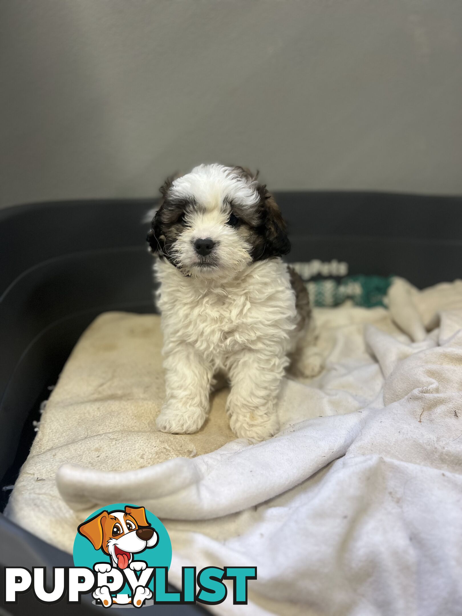 Ready for their forever home - 22nd June