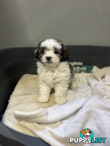 Ready for their forever home - 22nd June
