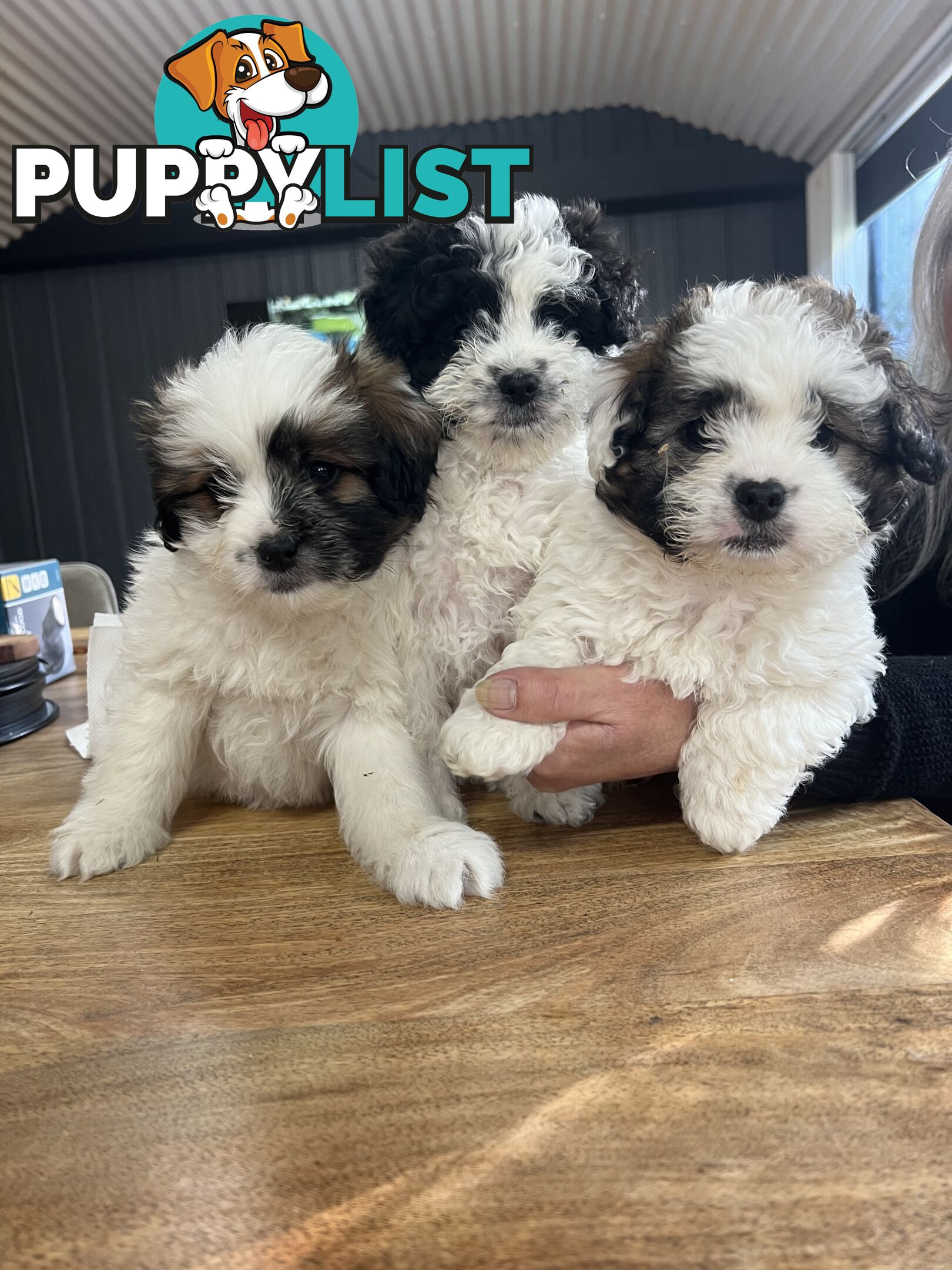 Ready for their forever home - 22nd June