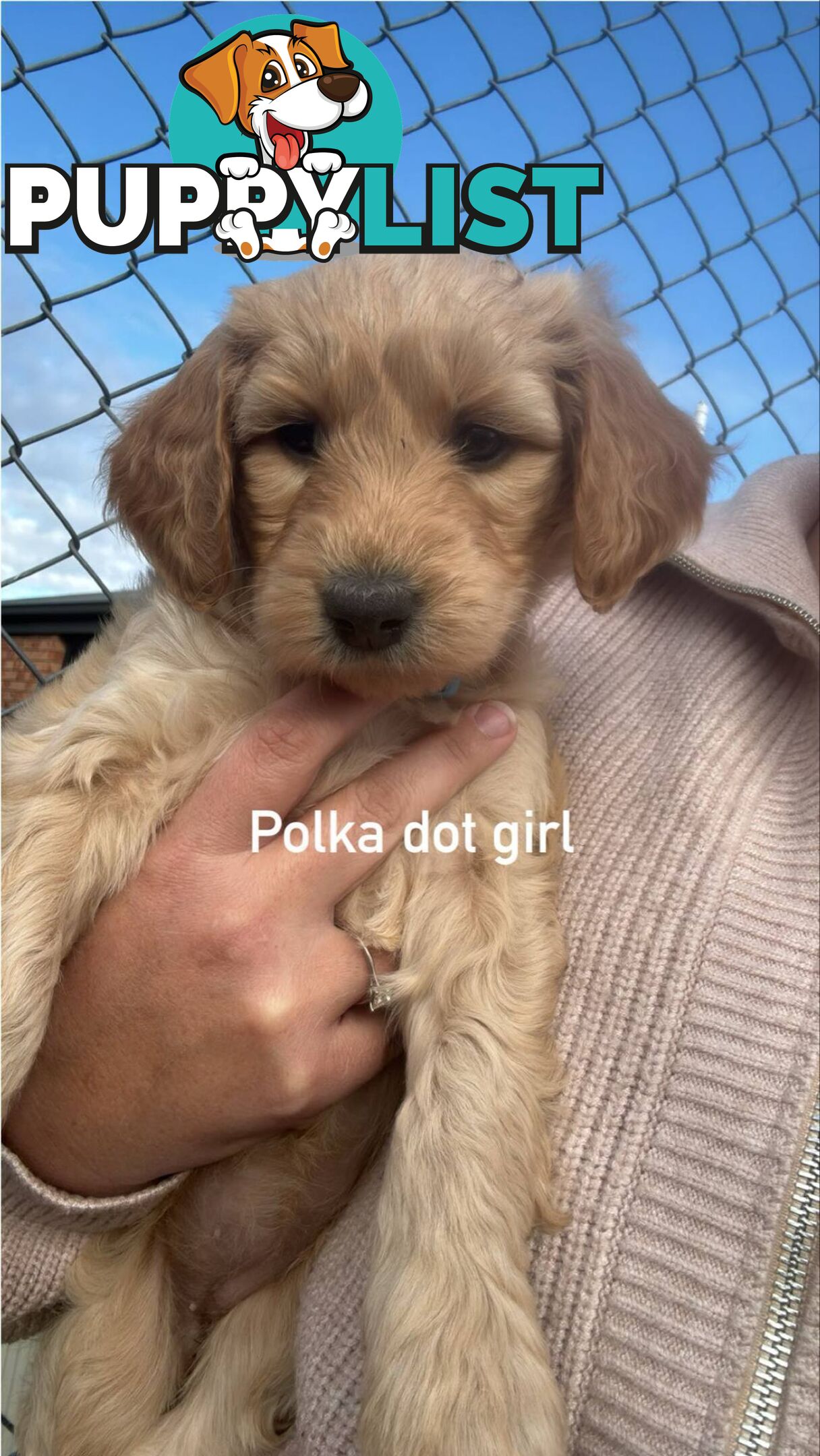 Standard groodle puppies