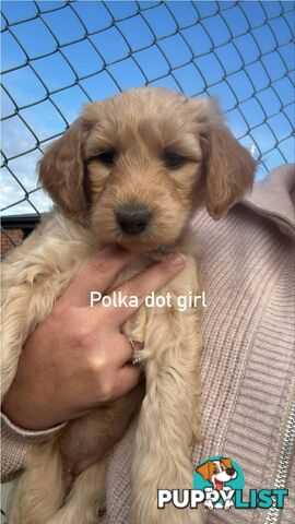 Standard groodle puppies