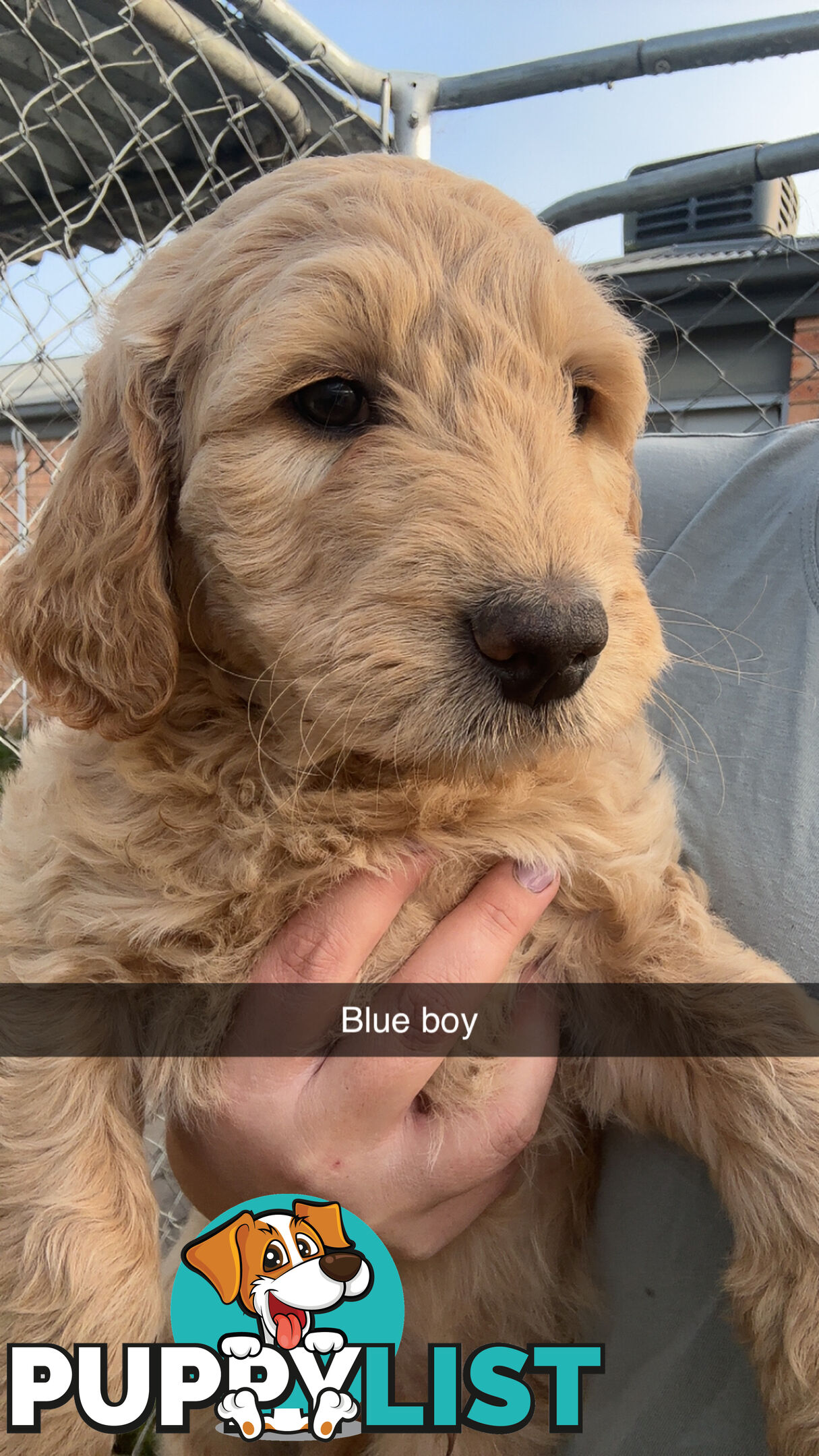 Standard groodle puppies