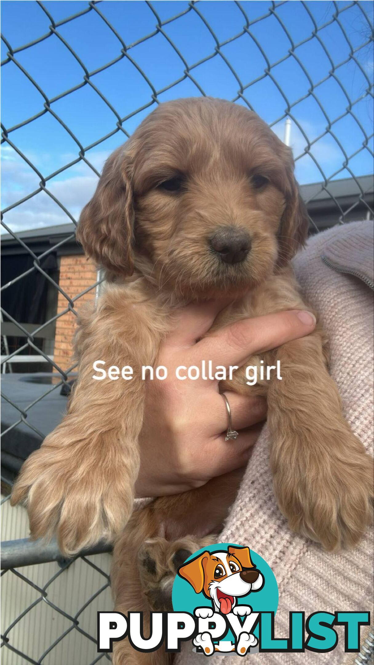 Standard groodle puppies
