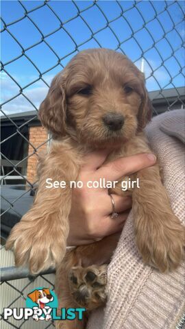 Standard groodle puppies