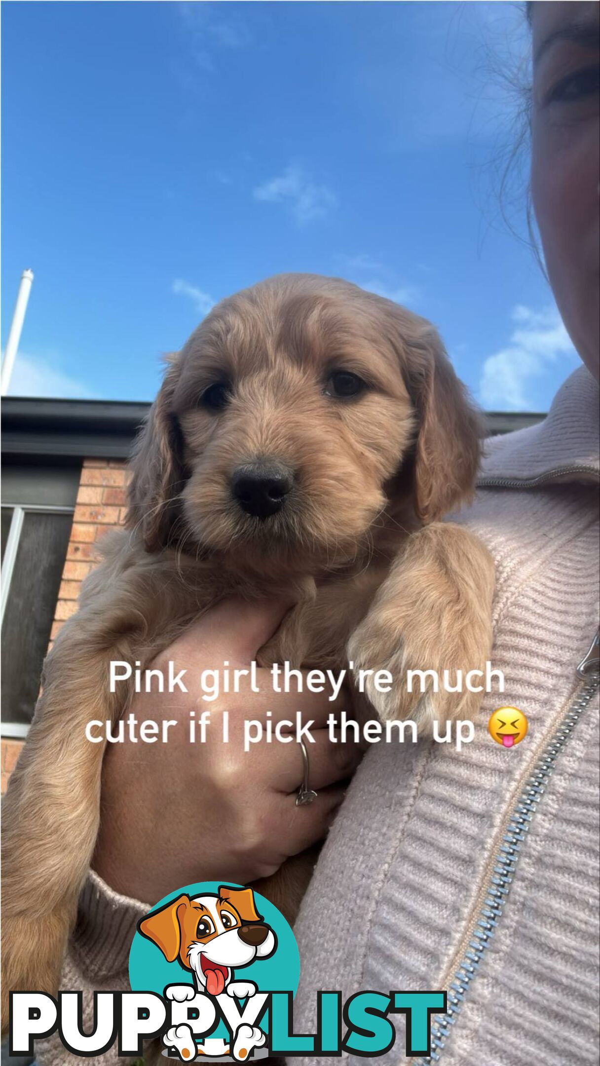 Standard groodle puppies