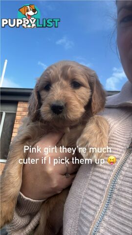 Standard groodle puppies