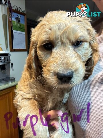 Standard groodle puppies