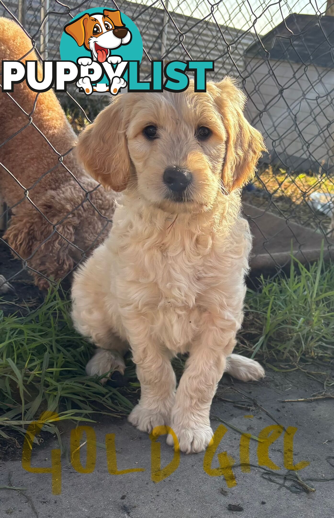 Standard groodle puppies