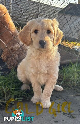 Standard groodle puppies