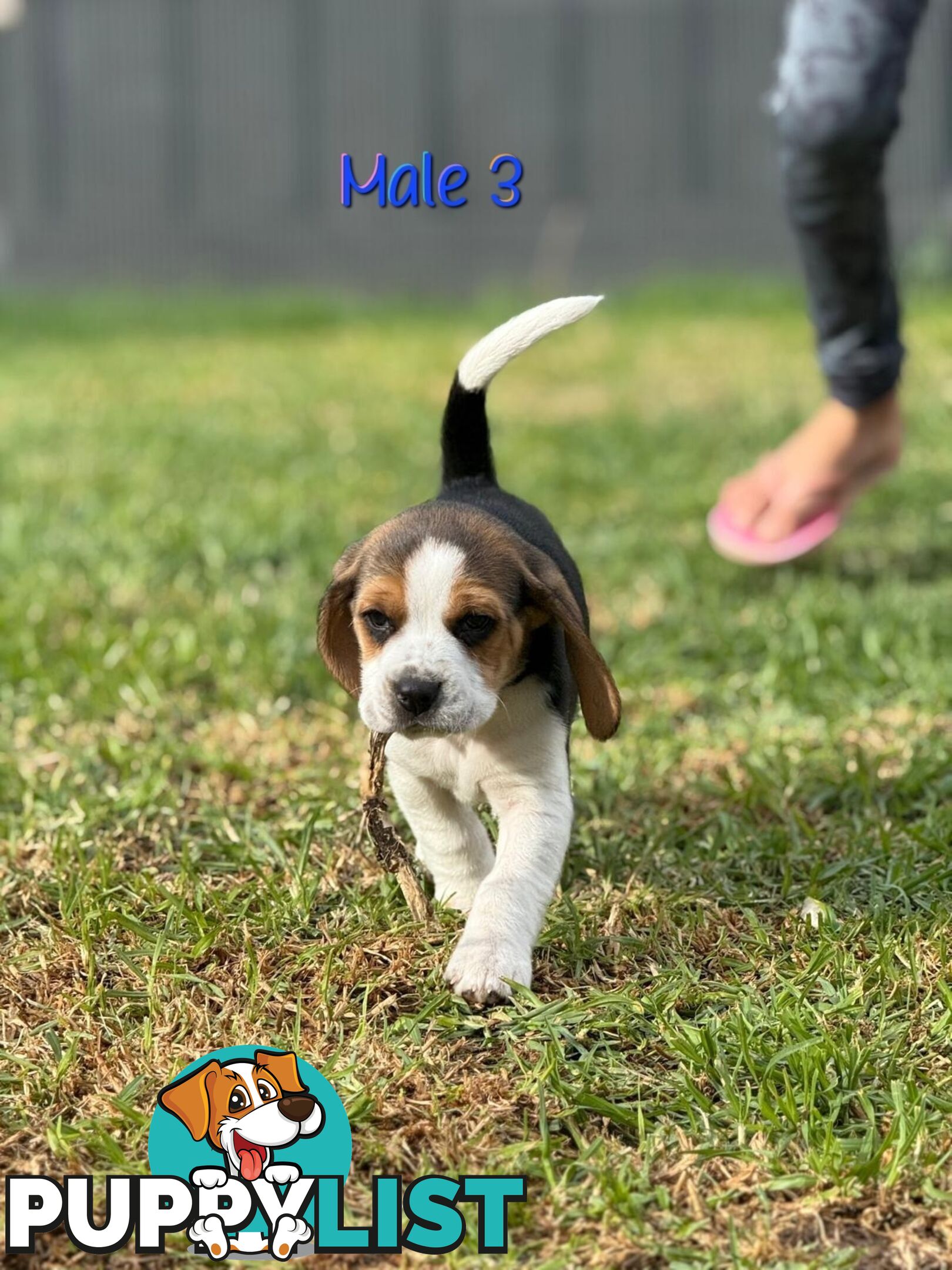 Beagle puppies