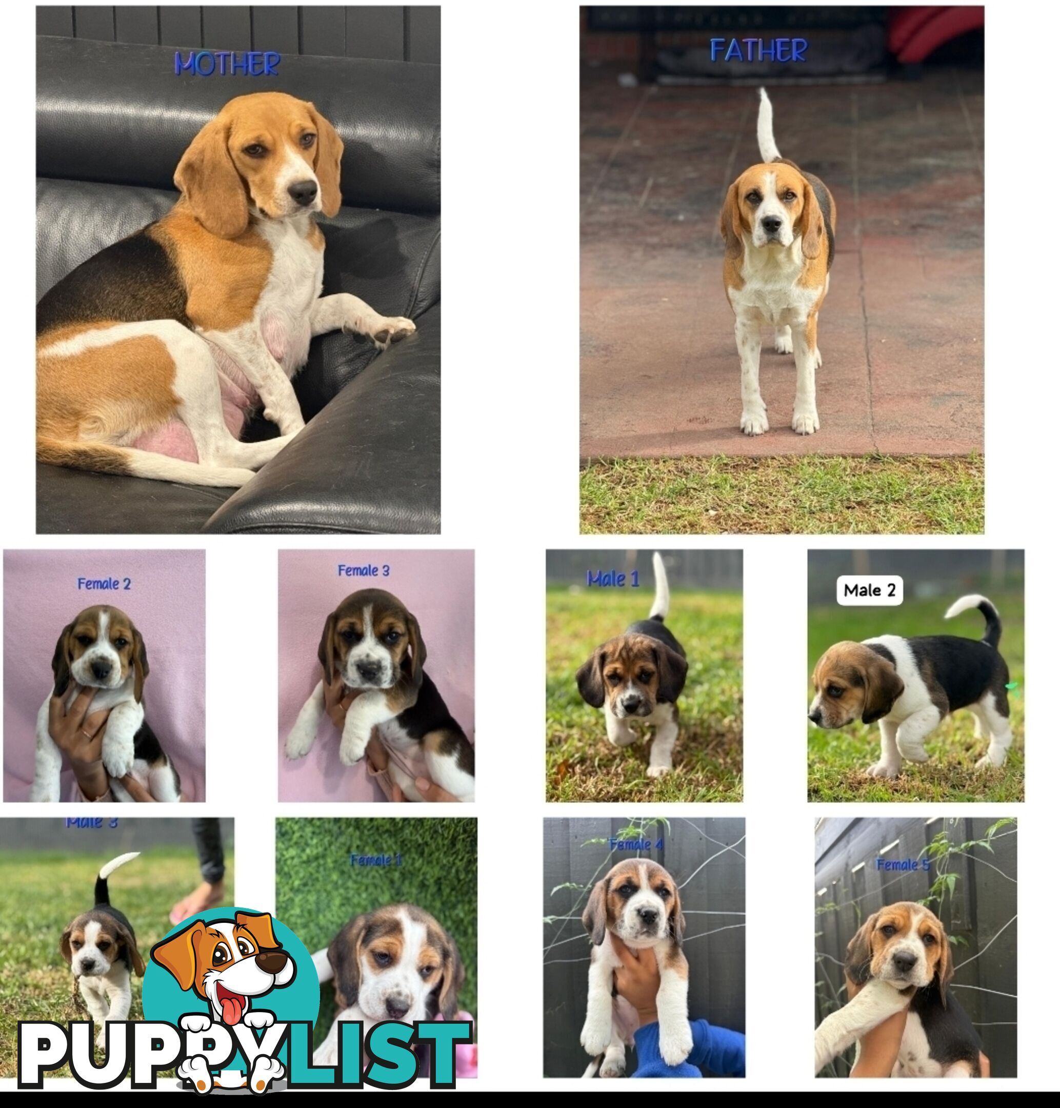 Beagle puppies