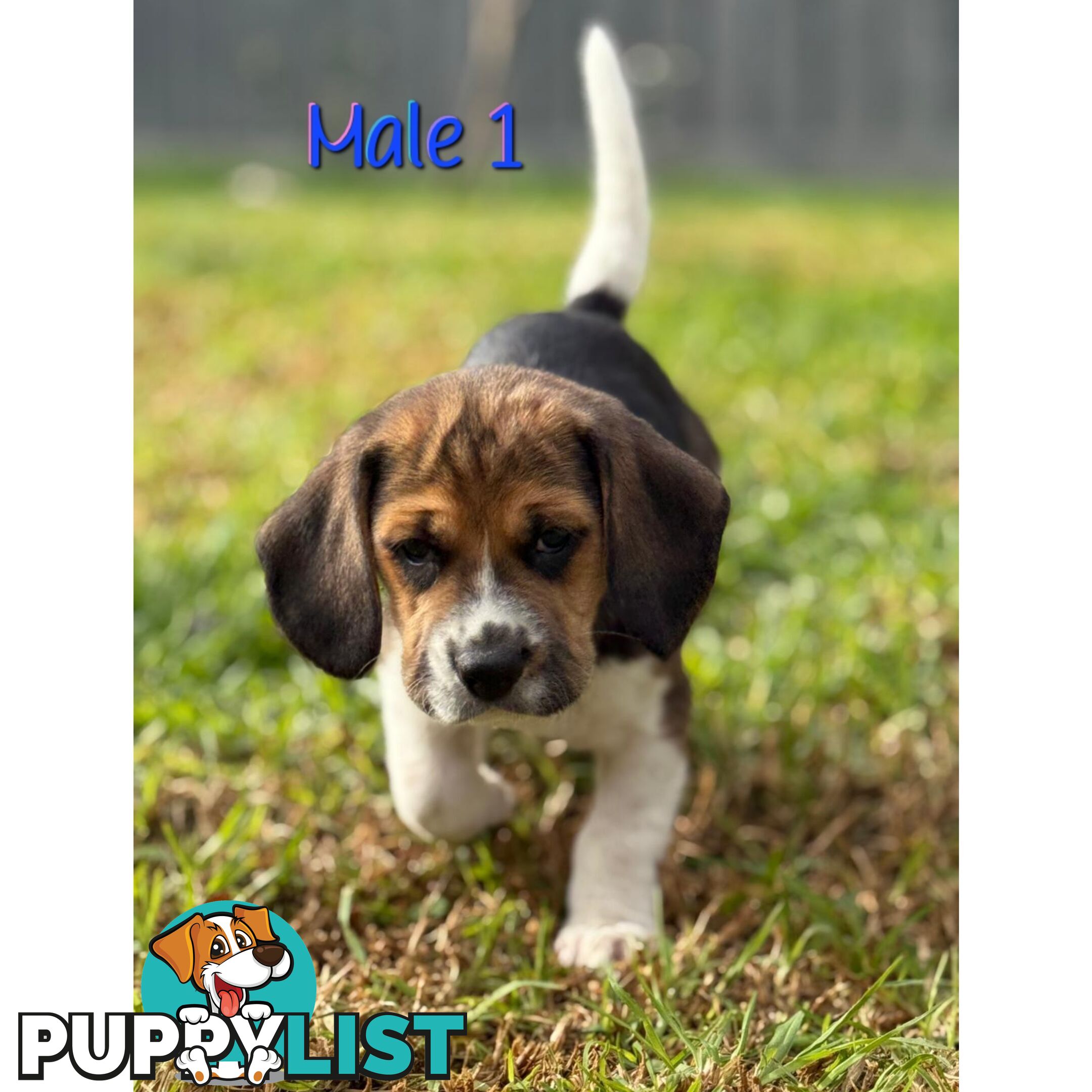 Beagle puppies