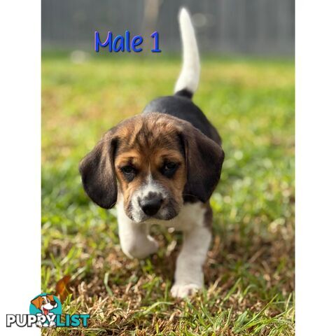 Beagle puppies