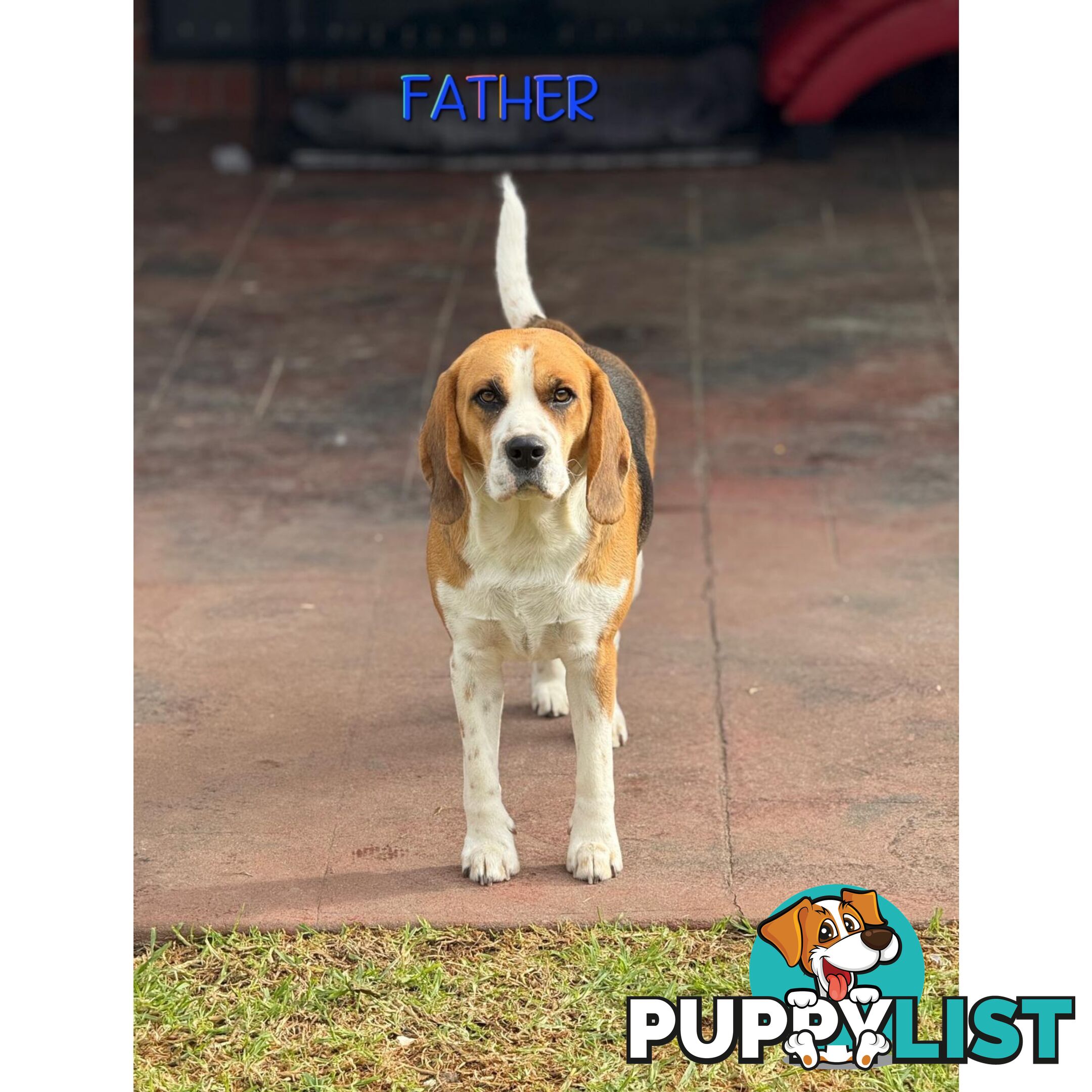 Beagle puppies