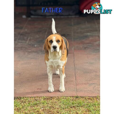 Beagle puppies