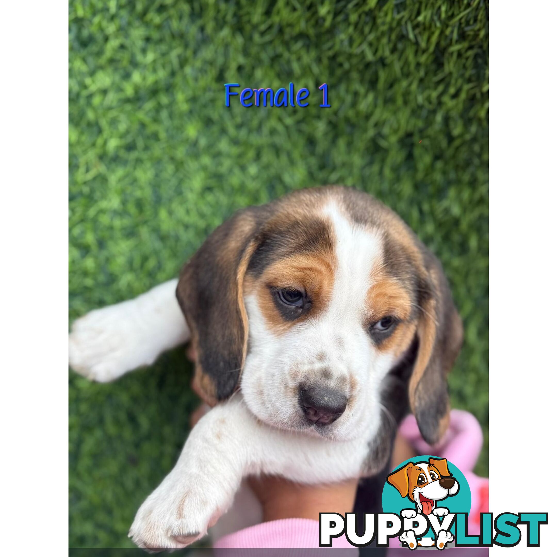 Beagle puppies
