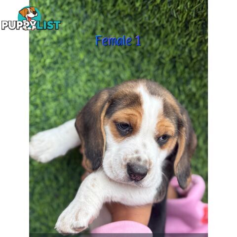 Beagle puppies