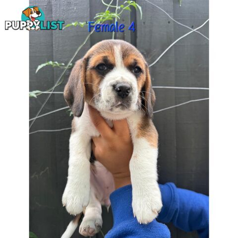 Beagle puppies