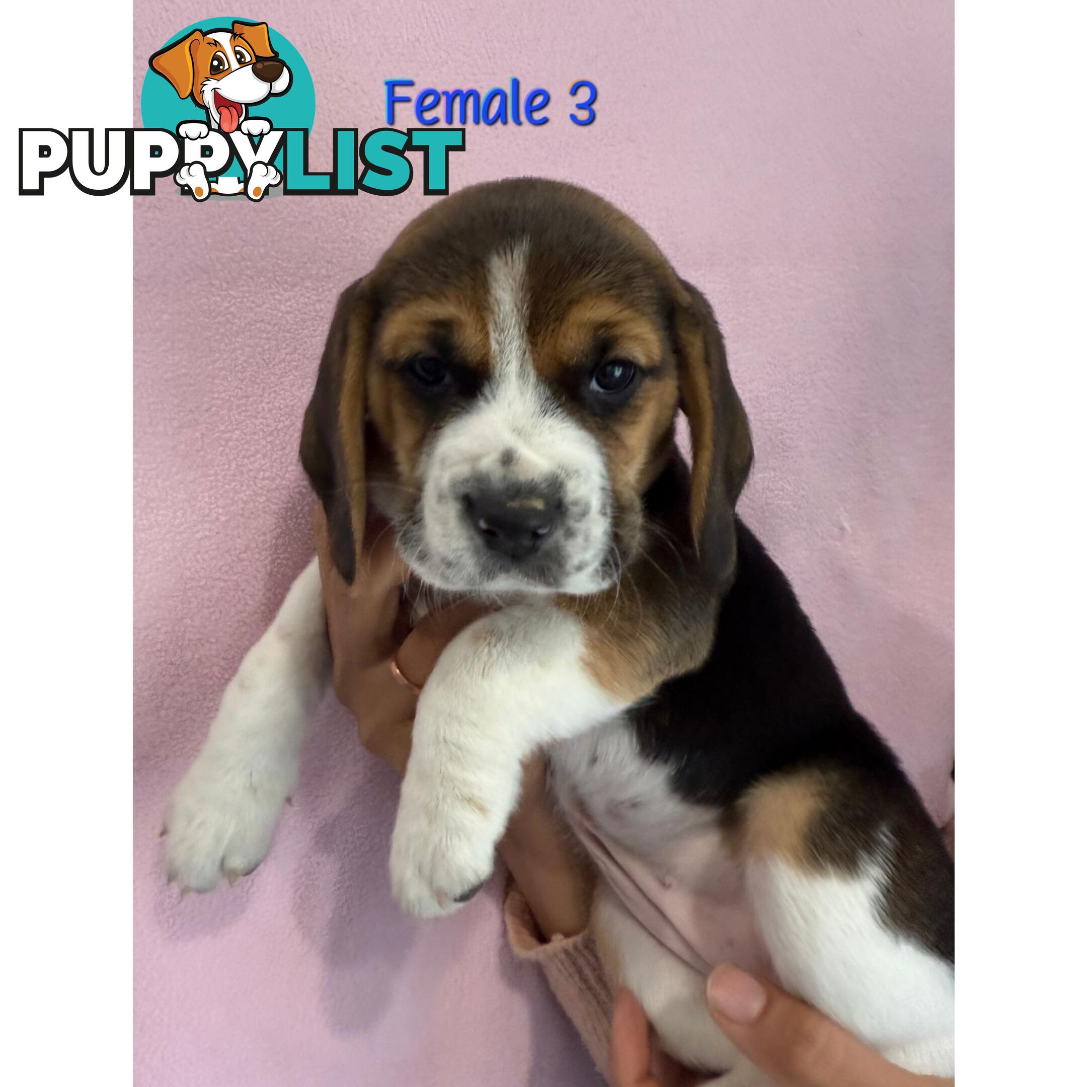 Beagle puppies