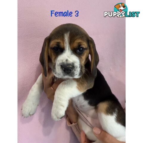 Beagle puppies